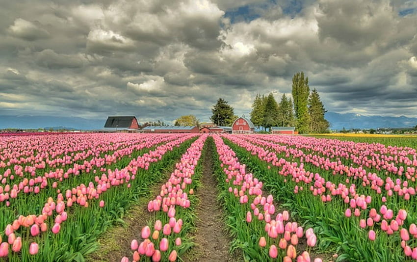 Lapangan Mawar Tulip . Stok Rose Tulip Field Wallpaper HD