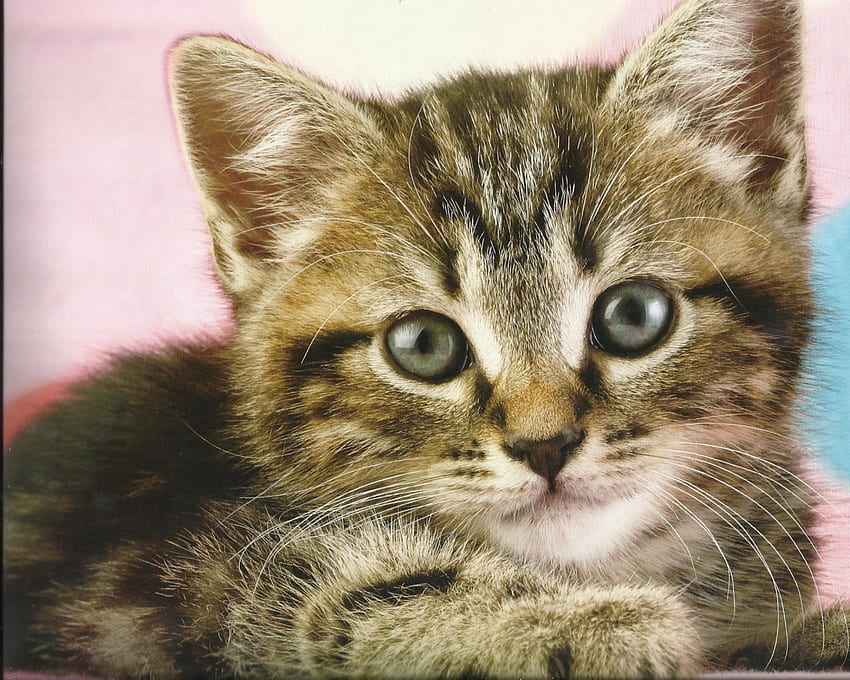 새끼 고양이, 귀여운, 얼룩 무늬가, 발 HD 월페이퍼