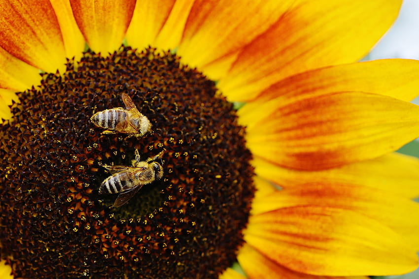 ミツバチ, マクロ, ひまわり, 受粉 高画質の壁紙