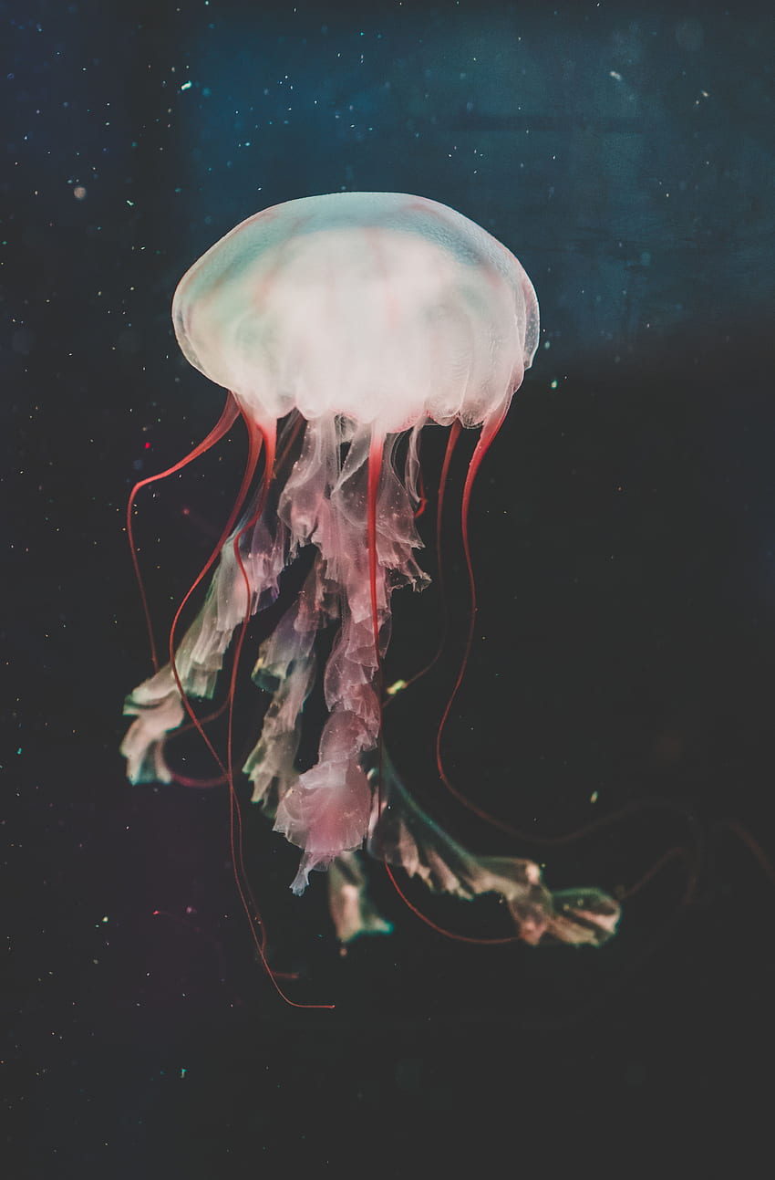 animales, agua, medusas, natación, mundo submarino, tentáculos fondo de pantalla del teléfono
