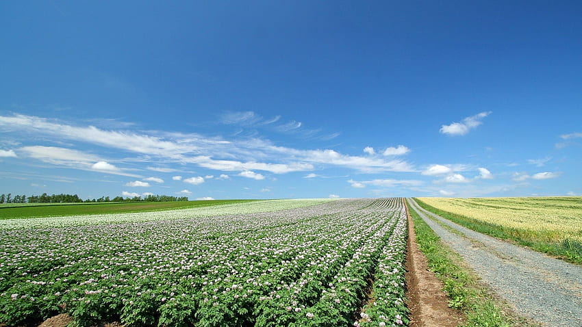 Crop Land . Crop , Crop Farm and Crop Circles, Agricultural Land HD wallpaper