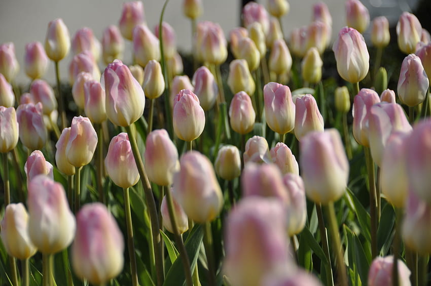 Tulipanes rosas, rosa, flores, tulipanes, campo fondo de pantalla | Pxfuel