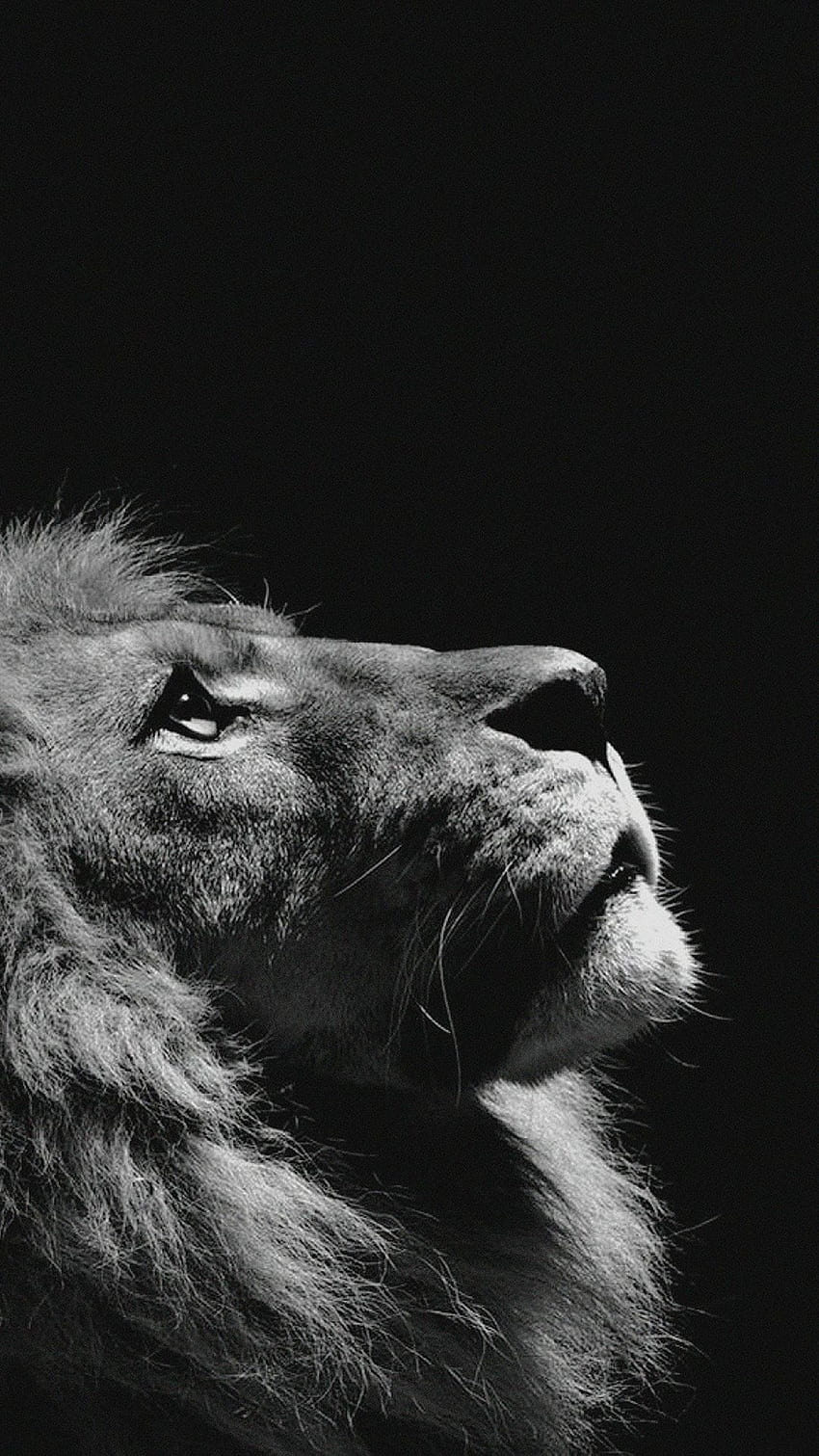 Lion iPhone - Android, iPhone, Background / (, ) HD phone wallpaper