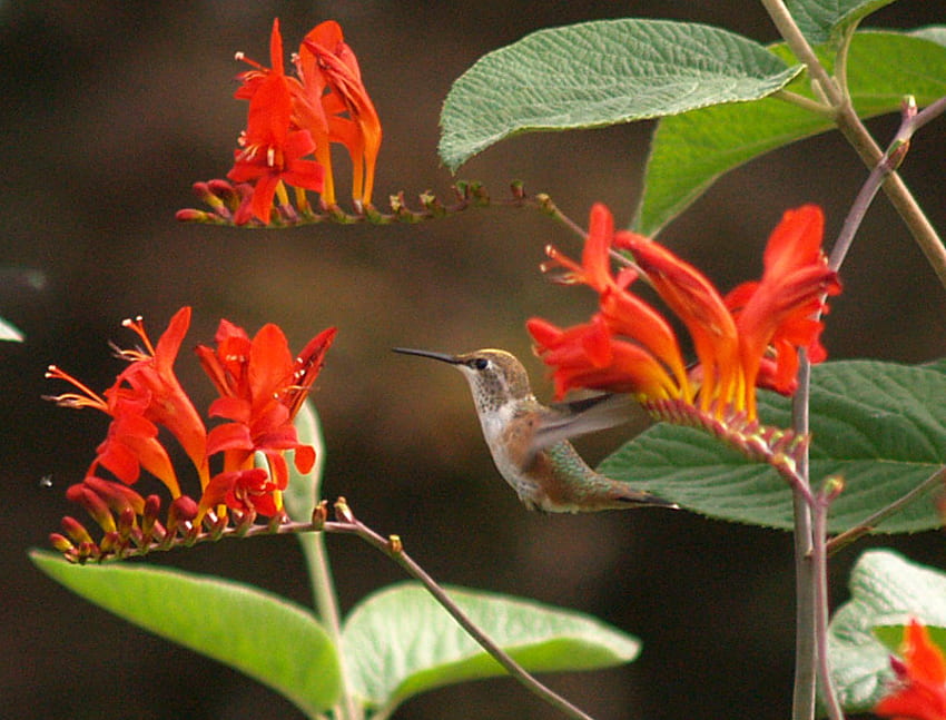 Looking for Nectar, leaves, green, humminging bird, flowers, orange, montbretia HD wallpaper