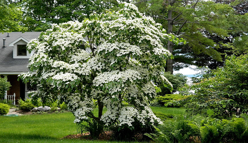 Fiori: Fiore Dogwood graphy Bellezza floreale Fioritura dell'albero Sfondo HD