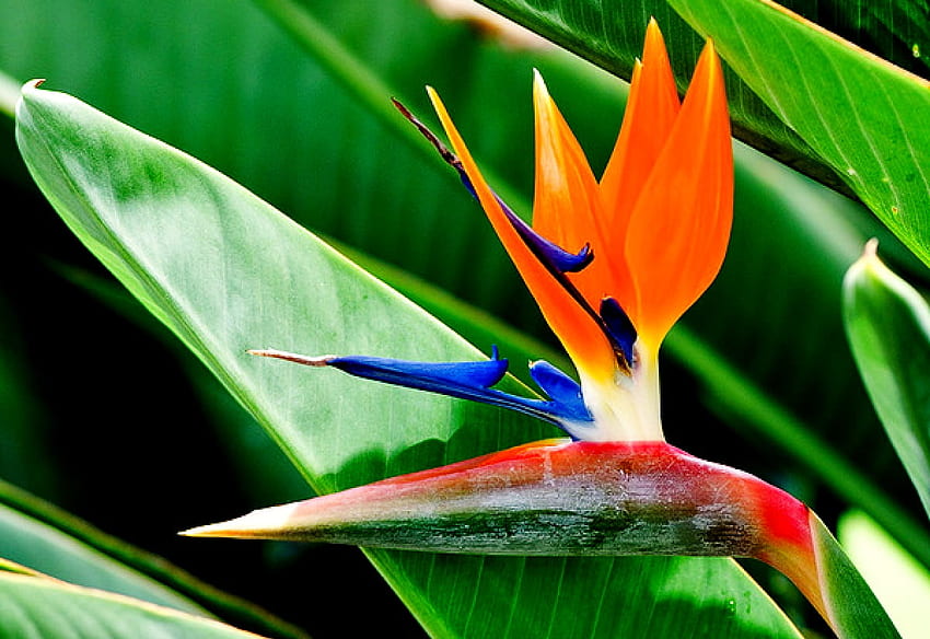 Amazing Strelitzia, Bird Of Paradise, Flowers., Heliconia HD wallpaper