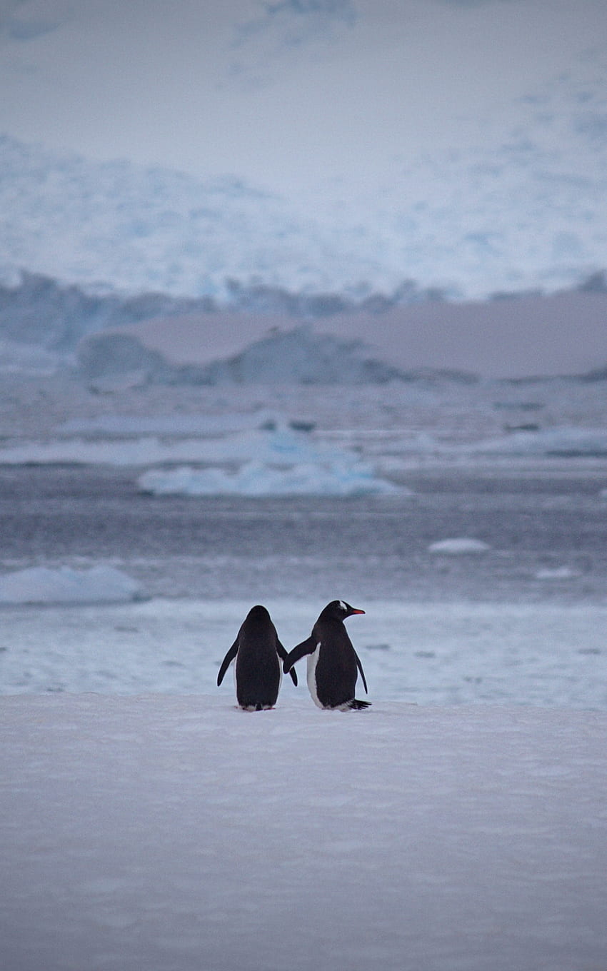 pinguins casal snow walk iphone [] para o seu, Celular e Tablet. Explorar Pinguim iPhone. Pinguim iPhone, pinguim, pinguim, lindo pinguim de natal Papel de parede de celular HD