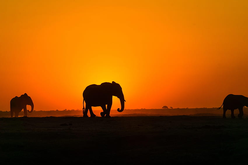Animals, Sunset, Silhouette, Elephant, Africa HD wallpaper
