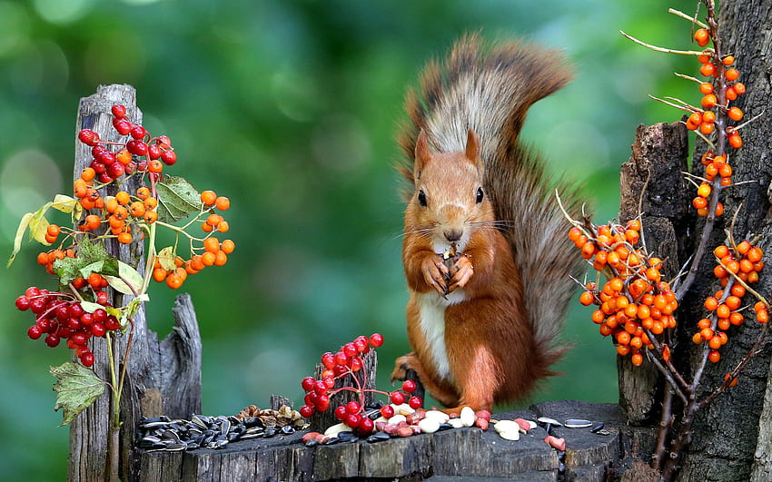 Squirrel, animal, nature, rodent HD wallpaper