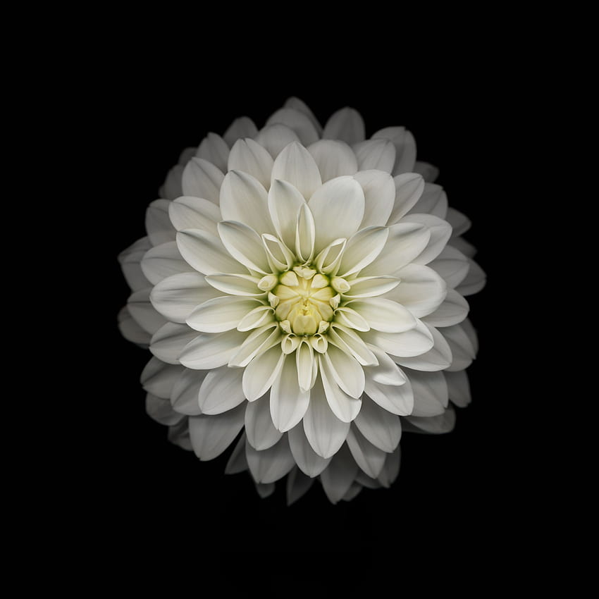 the new iOS 8, Floral MacBook HD phone wallpaper