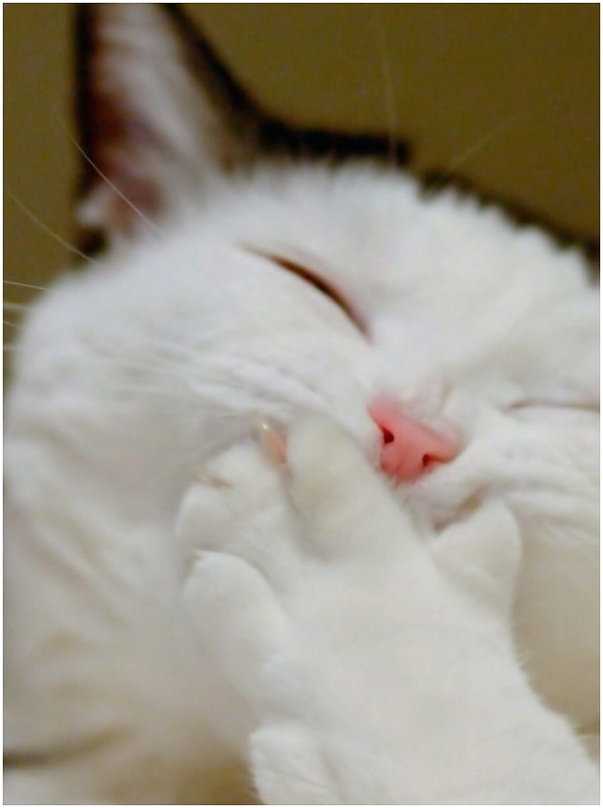 Śmiejący się kot iPad w 2021 r. Śmiejący się kot, koty, śmieszne kocie twarze Tapeta na telefon HD