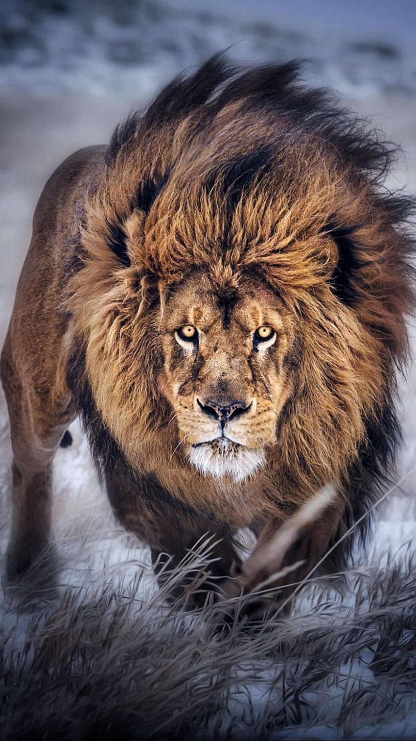 Lion graphy, Majestic Lion HD phone wallpaper