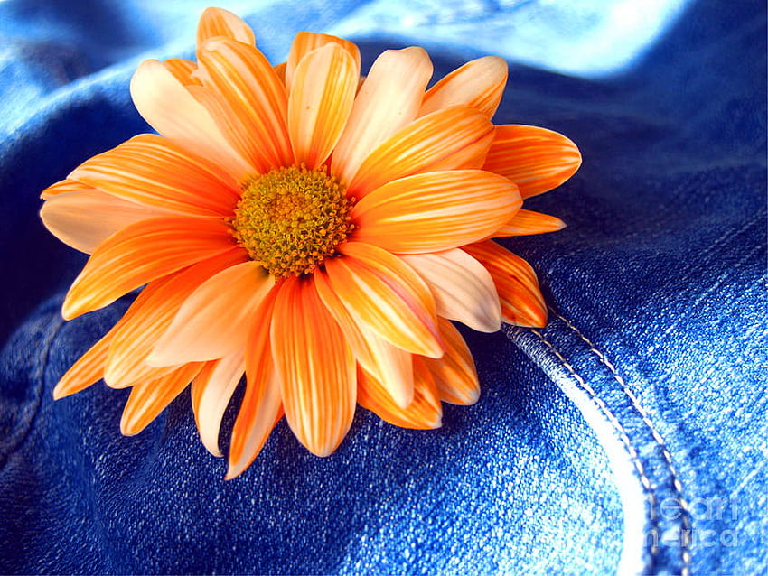 Цвете в джоба, синьо, цветно, джоб, маргаритка, цвете, смешно, оранжево, дънки HD тапет