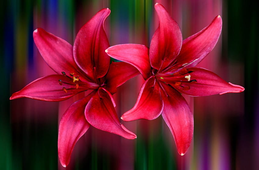 Lilies, Maroon, Flower, Light HD wallpaper | Pxfuel