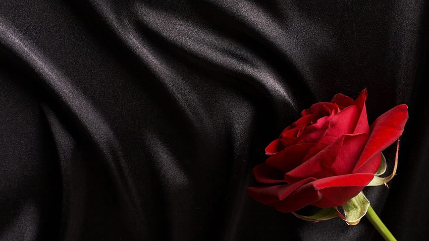 Black And Red Rose Black Silk On 001 HD wallpaper