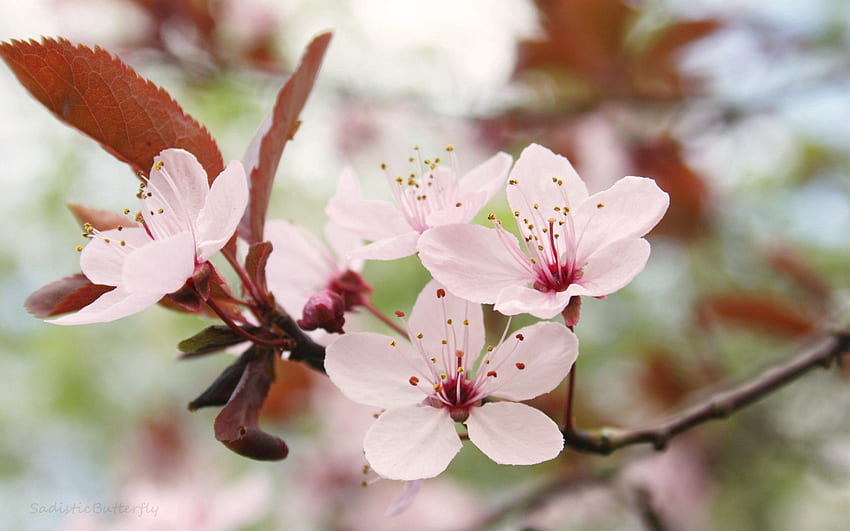 ดอกไม้ มาโคร ไม้ ต้นไม้ บลูม ออกดอก ฤดูใบไม้ผลิ วอลล์เปเปอร์ HD