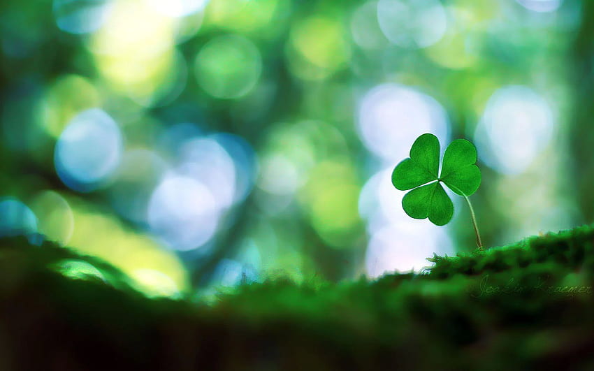 Four Leaf Clover, Leaves HD wallpaper