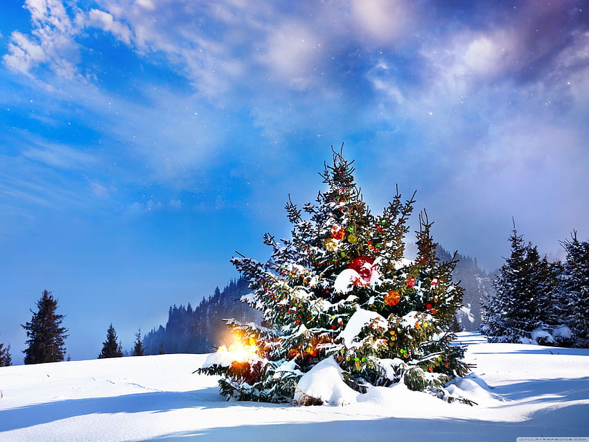 Christmas Trees Decorated Outside Ultra Background for U TV : & UltraWide & Laptop : Tablet : Smartphone HD wallpaper