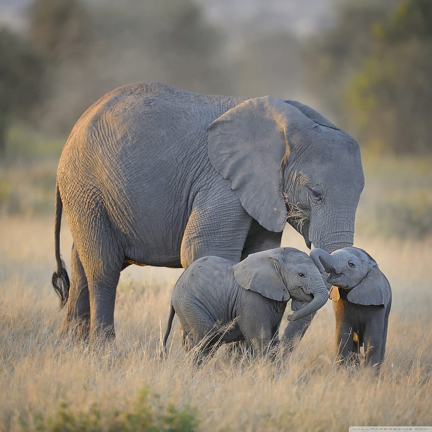 African Elephants Mother and Adorable Babies Ultra Background for U TV : & UltraWide & Laptop : Multi Display, Dual Monitor : Tablet : Smartphone, Elephant iPad HD phone wallpaper