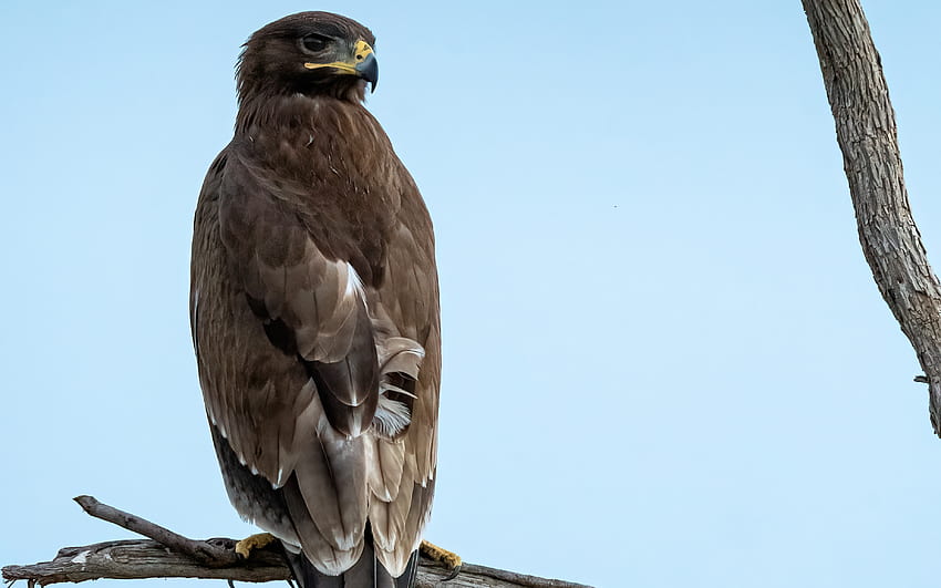 Steppe Eagle สัตว์ ทุ่งหญ้าสเตปป์ นก อินทรี วอลล์เปเปอร์ HD