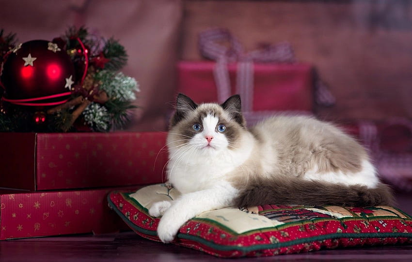 gato, gato, animal, feriado, ano novo, Natal, travesseiro, Ragdoll papel de parede HD