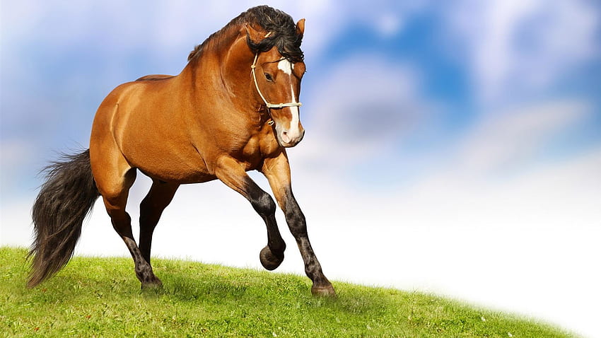 Horse, Horse Scenery HD wallpaper