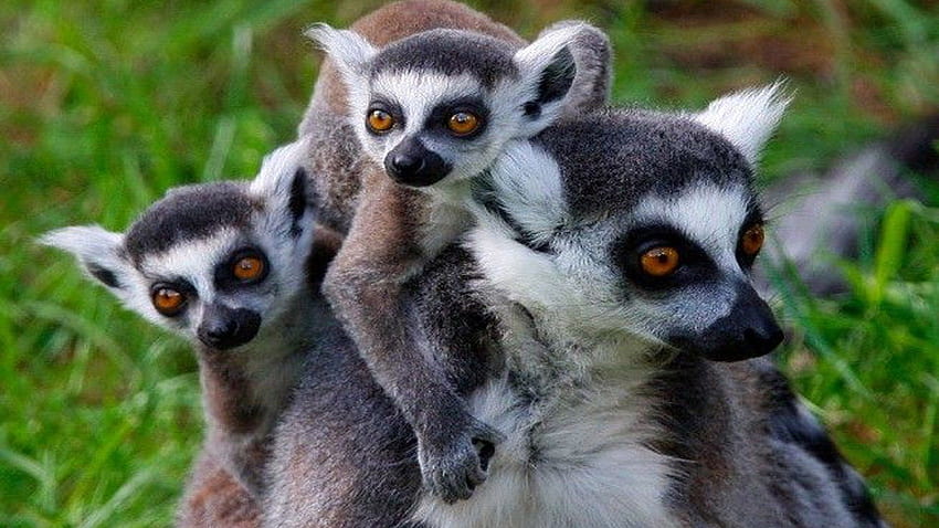Madagascar Island Of Lemurs Background HD wallpaper
