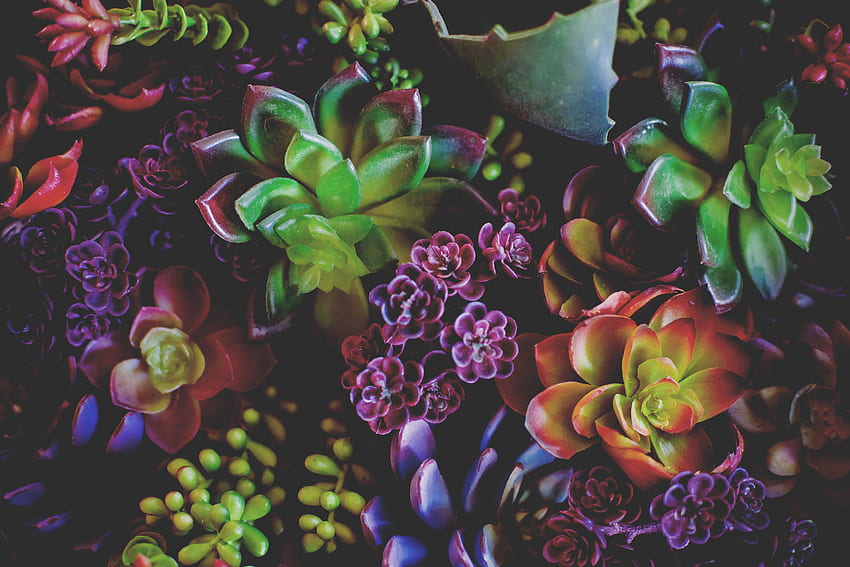 Растения, цветя, листа, стайни растения HD тапет