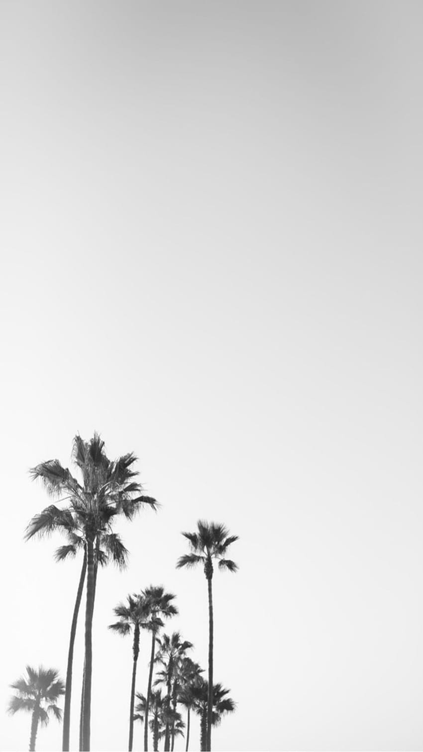 its me on 4 Phone. Palm trees , Tree iphone, Tree, Black and White Palm Tree HD phone wallpaper