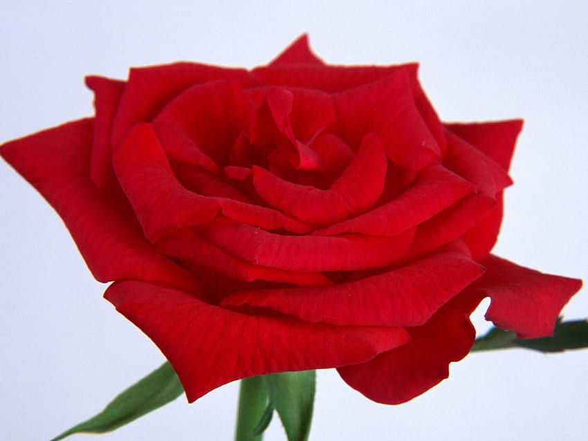 Open Face Rose กุหลาบ ดอกไม้ สีแดง ธรรมชาติ มาร์โค วอลล์เปเปอร์ HD