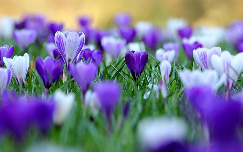 krokus クロッカス 春 紫色のサフラン メドウ グレード、メドウ クロッカス 高画質の壁紙