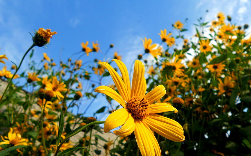 field of sunflowers, flowers, sunflowers, sun, field HD wallpaper