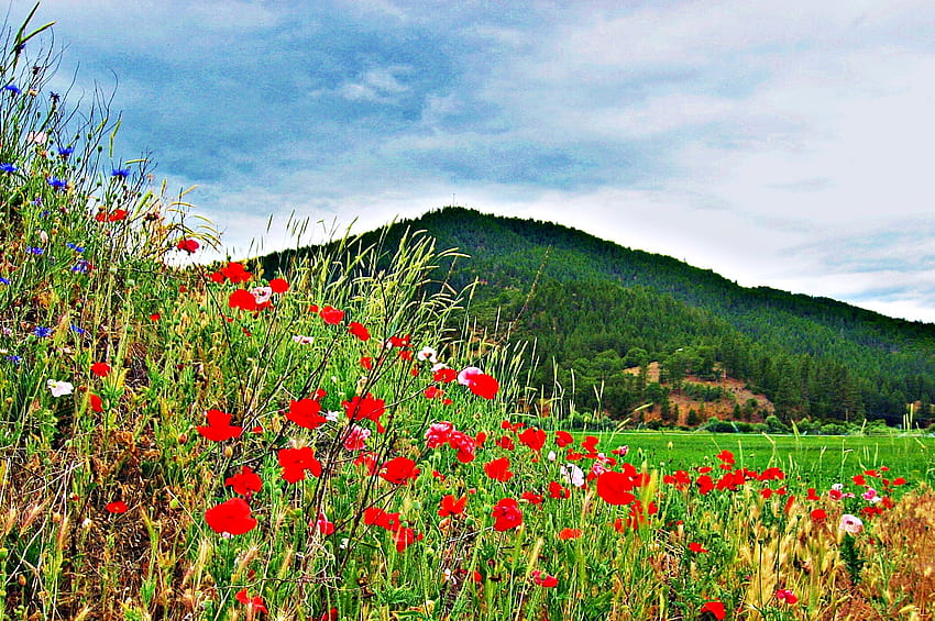 poppy field, poppies, clouds, sky, flowers, grass, mountains HD wallpaper