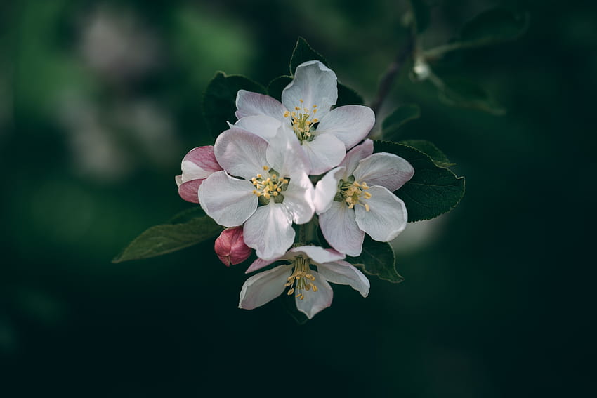 ฤดูใบไม้ผลิ ดอกไม้ มาโคร เบลอ สมูท บลูม ออกดอก สาขา วอลล์เปเปอร์ HD