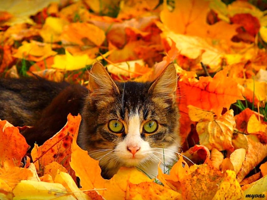 Gato en Hojas, hojas, fresco, otoño, gato fondo de pantalla