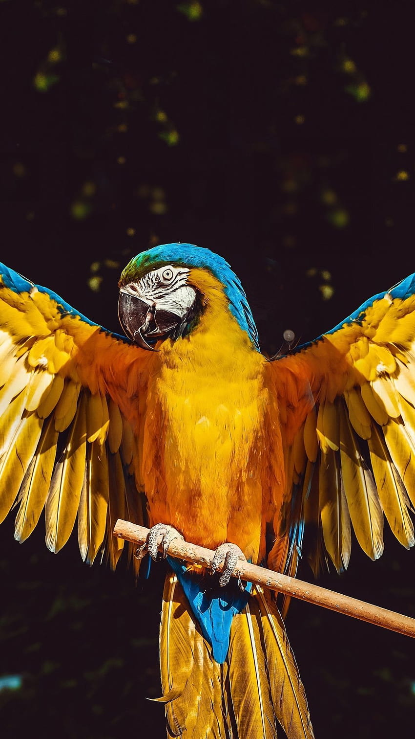 Разкрити крила, папагал, птица, . Aves tropicales, Animales extraordinarios, Pintura de pajaros, Bird Wings HD тапет за телефон