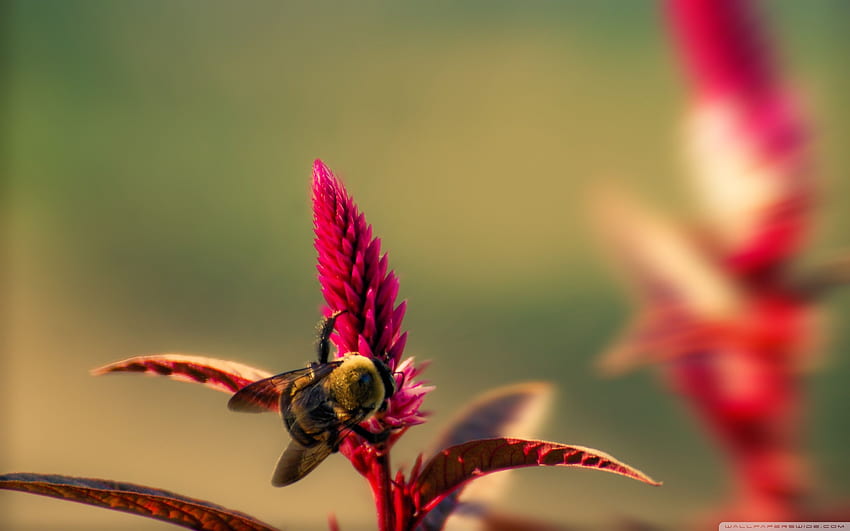 Bumble Bee Insetto ❤ per Ultra Sfondo HD