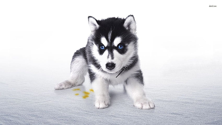 For > Husky Puppies . Anjing lucu, Gambar anjing, Anjing husky, Baby Huskie HD wallpaper