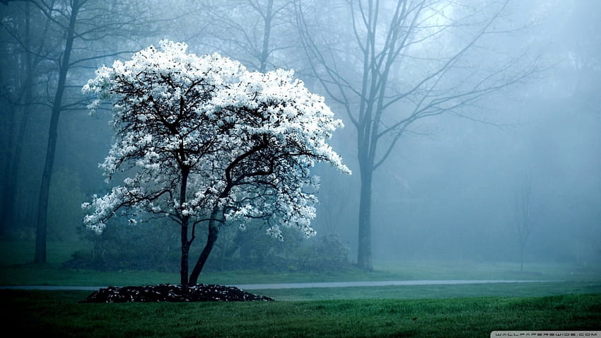 niesamowite drzewo we mgle, mgła, biel, las, drzewo Tapeta HD