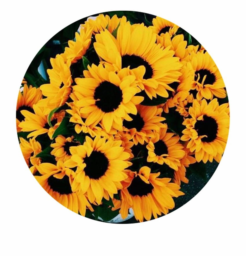 Vase mit zwölf Sonnenblumen Sonnenblumen-Display, sonnenblumengelbe Tumblr-Ästhetik HD-Handy-Hintergrundbild