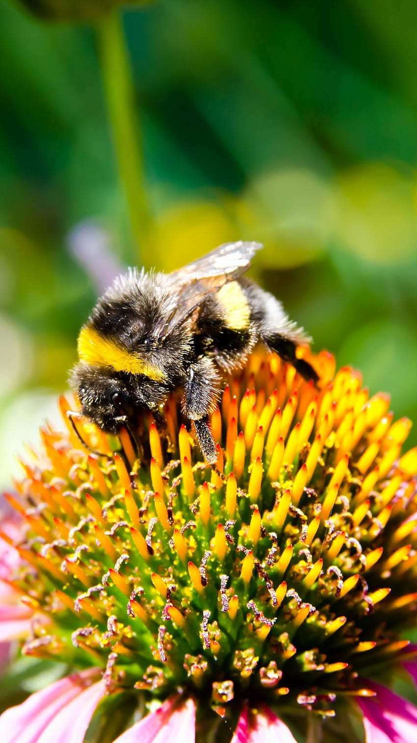 꿀벌, 꽃, 수분, 곤충 HD 전화 배경 화면
