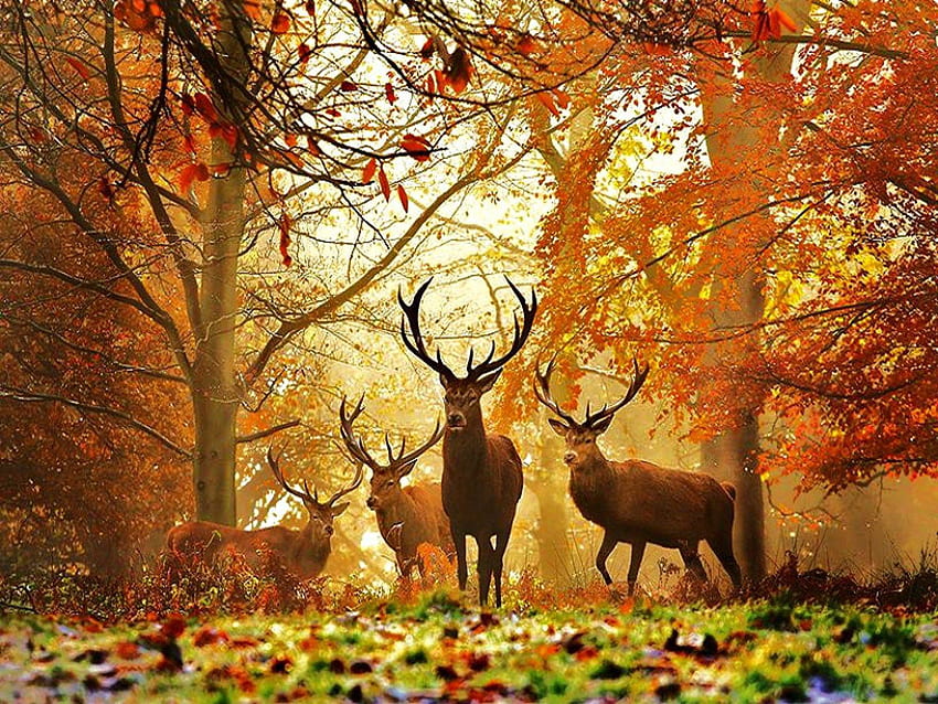 鹿の秋、秋の鹿 高画質の壁紙