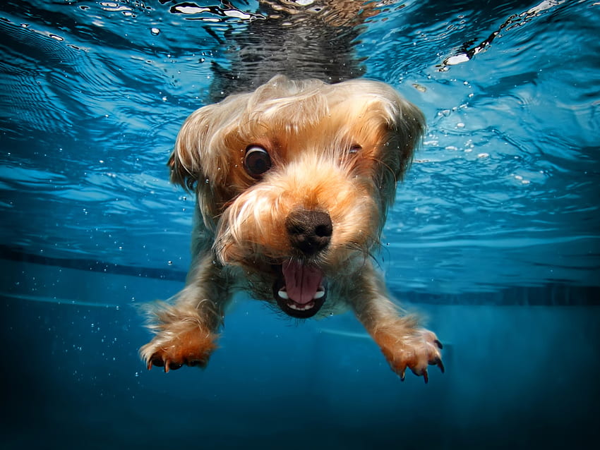 Cute Animals, Terrier, Funny, Dog, Underwater, Canine, One Animal • For You, Blue Animal HD wallpaper
