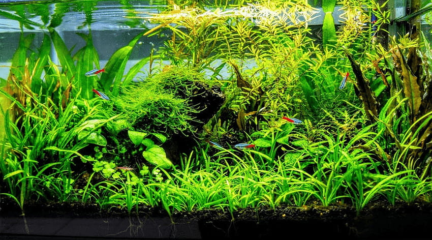 A COMPLETE List of Aquascaping Blogs and Websites For Guest Posting - WowitLoveitHaveit, Aquascape HD wallpaper