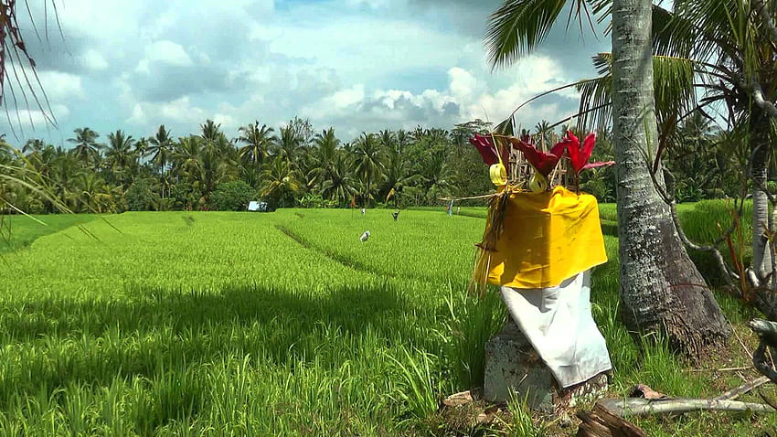 INDONESIA: Ricefields (sawahs) Near Ubud, Bali ( Video).mp4 HD wallpaper