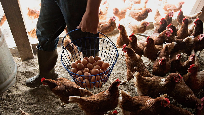 L'USDA sta violando la regola sulle pratiche di bestiame e pollame biologico. Vogue Adolescente Sfondo HD