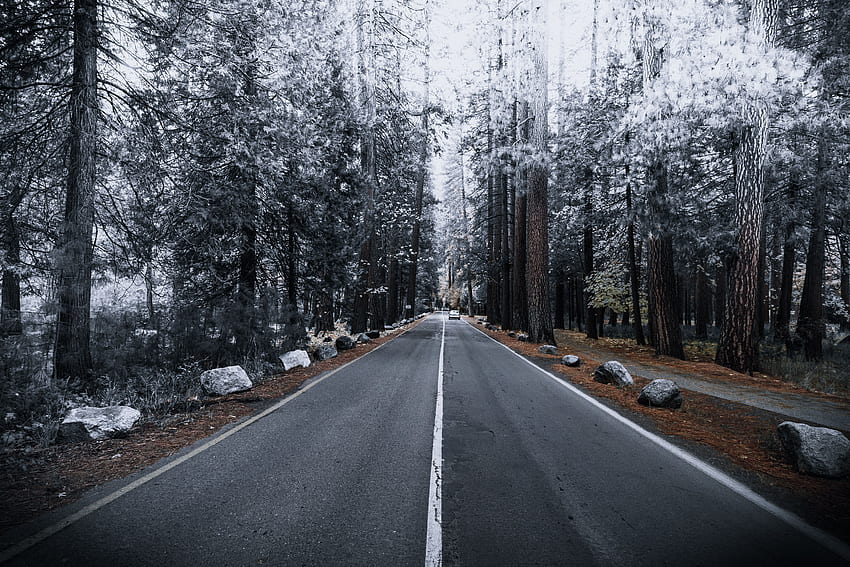 Winter, Natur, Herbst, Straße, Markup, Wald, Frost, Rauhreif HD-Hintergrundbild