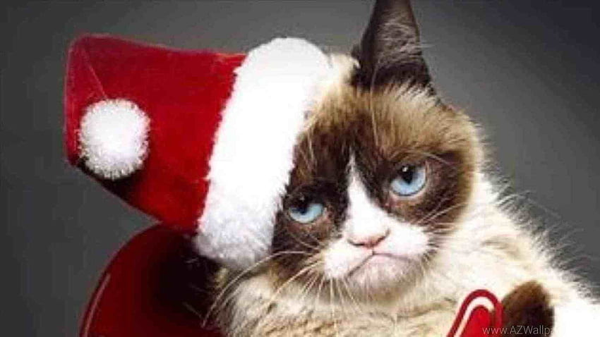 Grumpy Cat Christmas , 53.31 Kb HD wallpaper | Pxfuel
