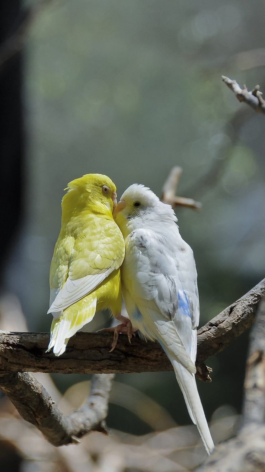 Love Birds, Birds HD phone wallpaper