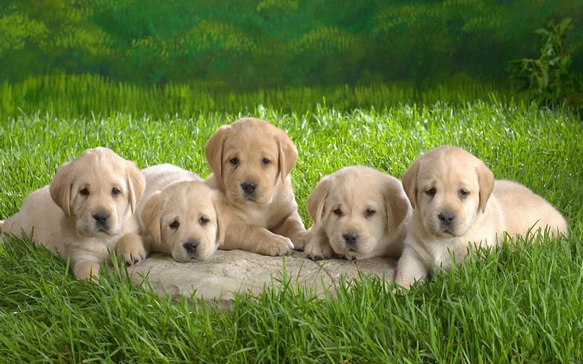 Куп кученца лабрадор, куче, лабрадор, кучета, очарователни, трева HD тапет